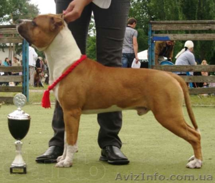 Молодои кобель Амстаффа (1,5 года)  - <ro>Изображение</ro><ru>Изображение</ru> #2, <ru>Объявление</ru> #750020