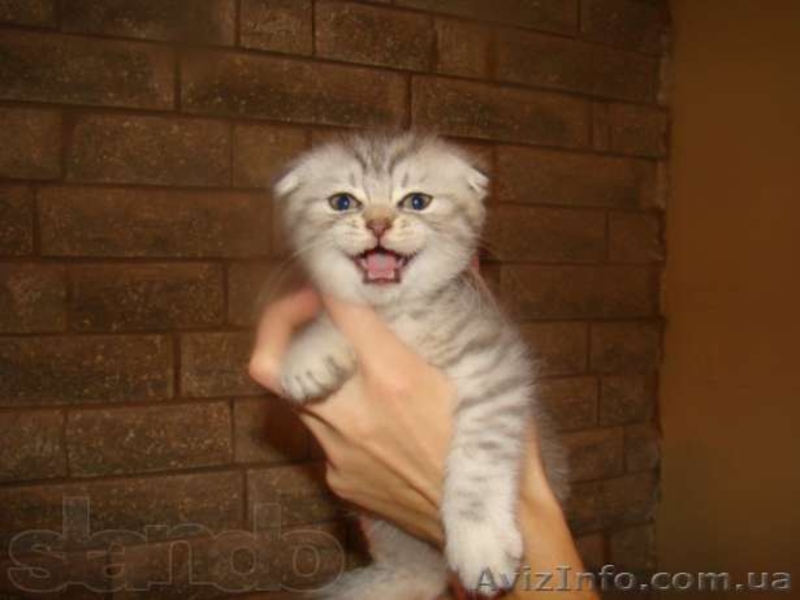  шотландские котята шоу класса - <ro>Изображение</ro><ru>Изображение</ru> #1, <ru>Объявление</ru> #755734