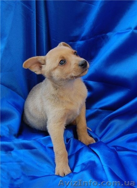 Отличные щенки ищут дом. - <ro>Изображение</ro><ru>Изображение</ru> #2, <ru>Объявление</ru> #757431