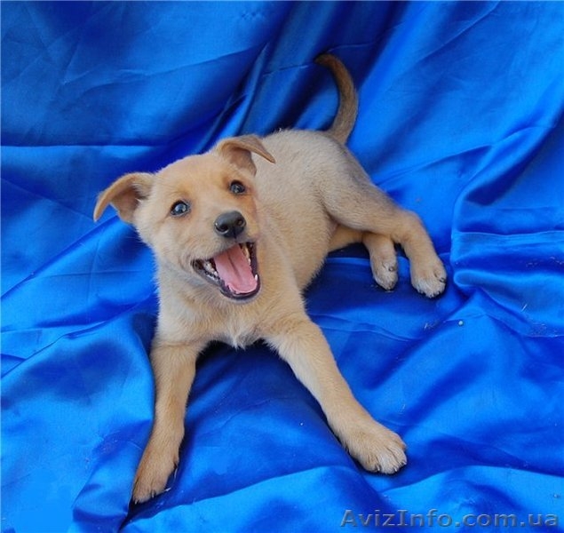 Отличные щенки ищут дом. - <ro>Изображение</ro><ru>Изображение</ru> #1, <ru>Объявление</ru> #757431