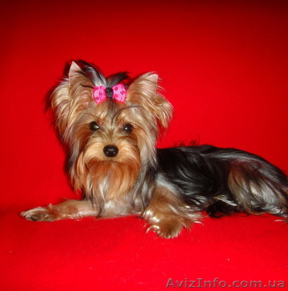 Клубная подрощенная миничка йоркширского терьера! - <ro>Изображение</ro><ru>Изображение</ru> #2, <ru>Объявление</ru> #751909