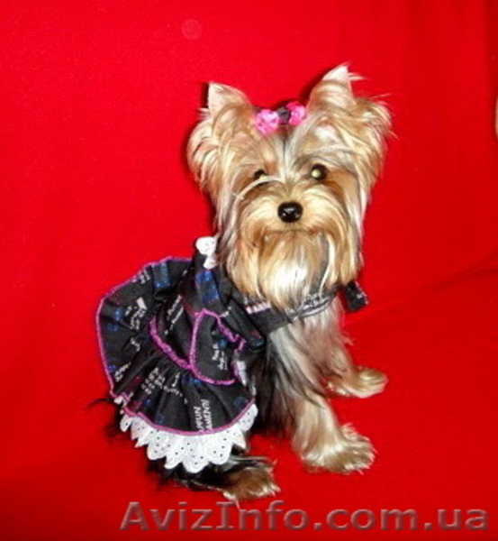 Клубная подрощенная миничка йоркширского терьера! - <ro>Изображение</ro><ru>Изображение</ru> #1, <ru>Объявление</ru> #751909