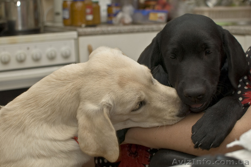 продам высокопородных щенков лабрадора - <ro>Изображение</ro><ru>Изображение</ru> #2, <ru>Объявление</ru> #715353