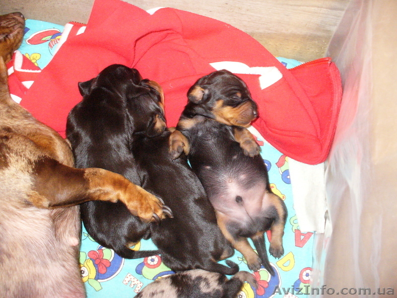 Такса щенки продажа - <ro>Изображение</ro><ru>Изображение</ru> #1, <ru>Объявление</ru> #750320