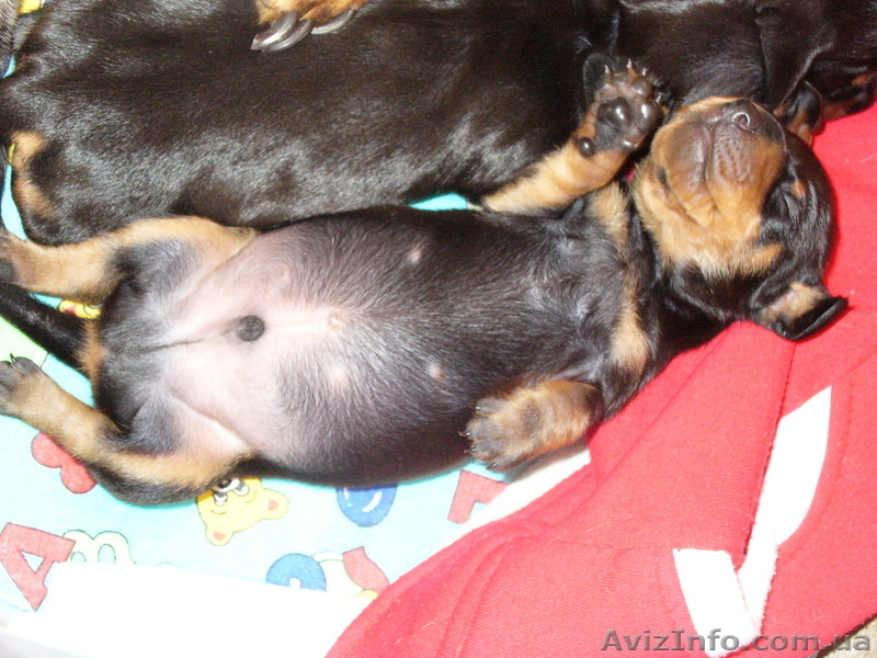 Такса щенки продажа - <ro>Изображение</ro><ru>Изображение</ru> #2, <ru>Объявление</ru> #750320
