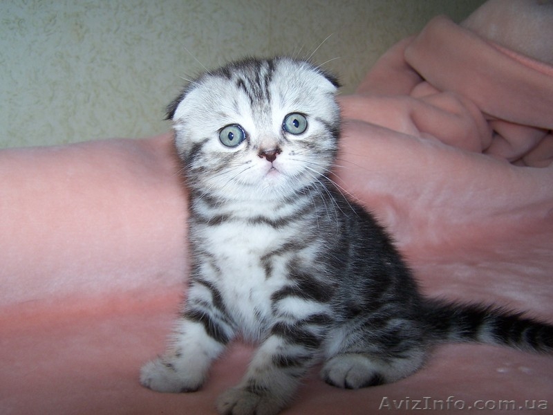  шотландские котята шоу класса - <ro>Изображение</ro><ru>Изображение</ru> #5, <ru>Объявление</ru> #755734