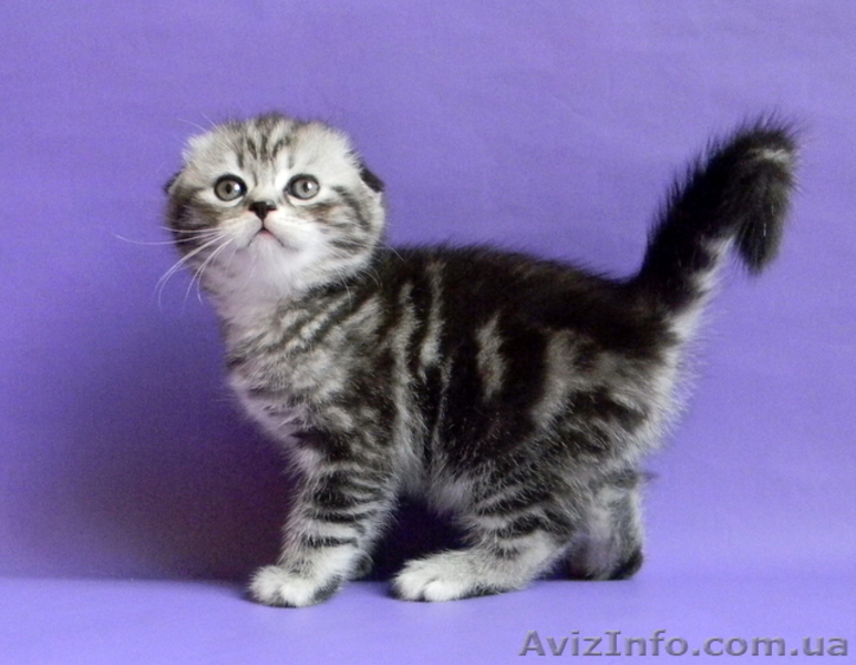 Британские Короткошерстные и Шотландские котята - <ro>Изображение</ro><ru>Изображение</ru> #1, <ru>Объявление</ru> #759298