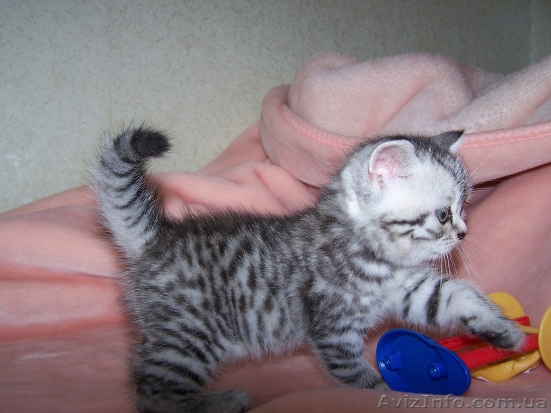  шотландские котята шоу класса - <ro>Изображение</ro><ru>Изображение</ru> #6, <ru>Объявление</ru> #755734