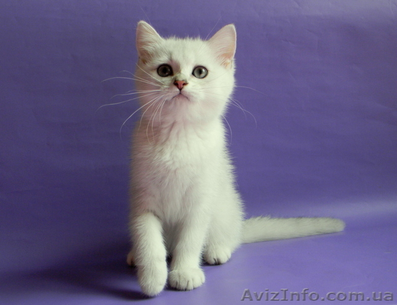 Британские Короткошерстные и Шотландские котята - <ro>Изображение</ro><ru>Изображение</ru> #5, <ru>Объявление</ru> #759298