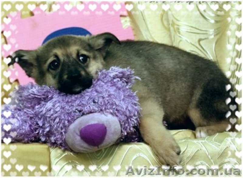 Отдам щенка в хорошие руки, Джесика станет лучшим другом - <ro>Изображение</ro><ru>Изображение</ru> #1, <ru>Объявление</ru> #757427