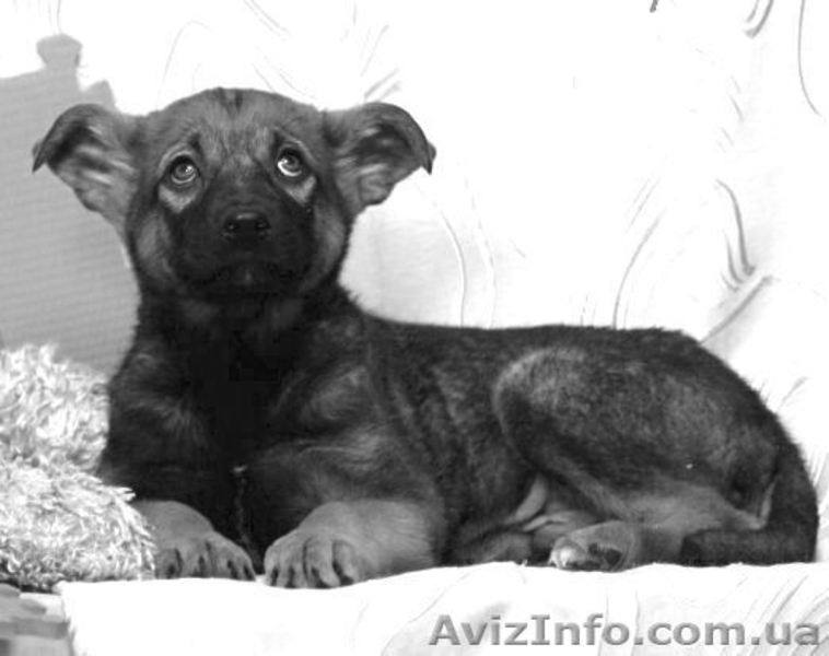 Отдам щенка в хорошие руки, Джесика станет лучшим другом - <ro>Изображение</ro><ru>Изображение</ru> #2, <ru>Объявление</ru> #757427