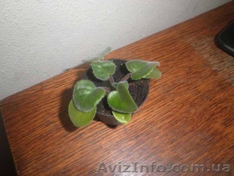 сенполия Свадебный букет - <ro>Изображение</ro><ru>Изображение</ru> #3, <ru>Объявление</ru> #751036