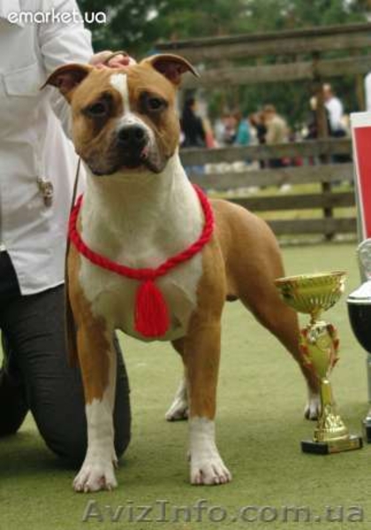 Молодои кобель Амстаффа (1,5 года)  - <ro>Изображение</ro><ru>Изображение</ru> #3, <ru>Объявление</ru> #750020
