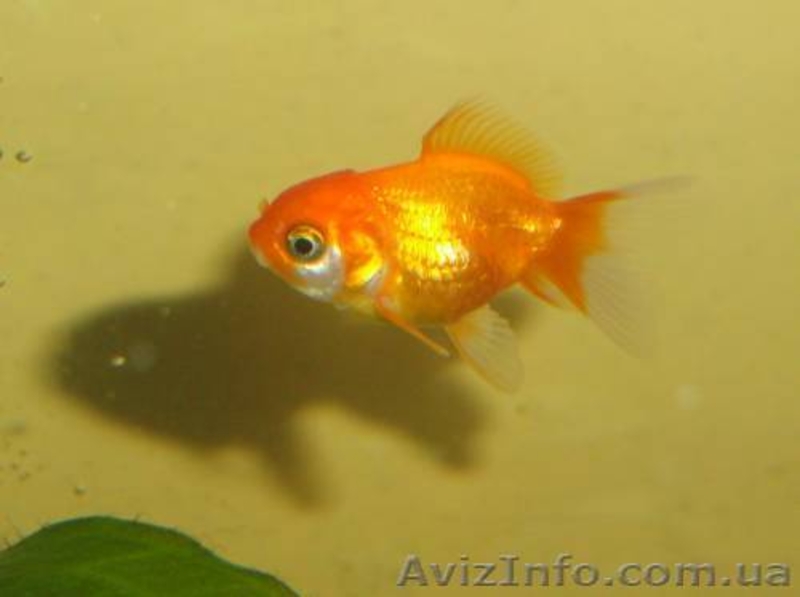Продам аквариумных золотых рыбок - <ro>Изображение</ro><ru>Изображение</ru> #3, <ru>Объявление</ru> #772678