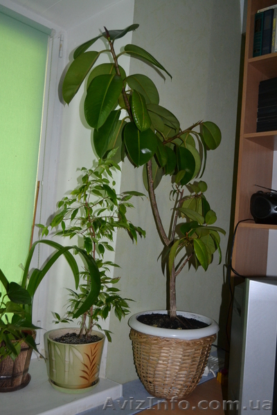 Продам Фикус Наташа - <ro>Изображение</ro><ru>Изображение</ru> #6, <ru>Объявление</ru> #770502