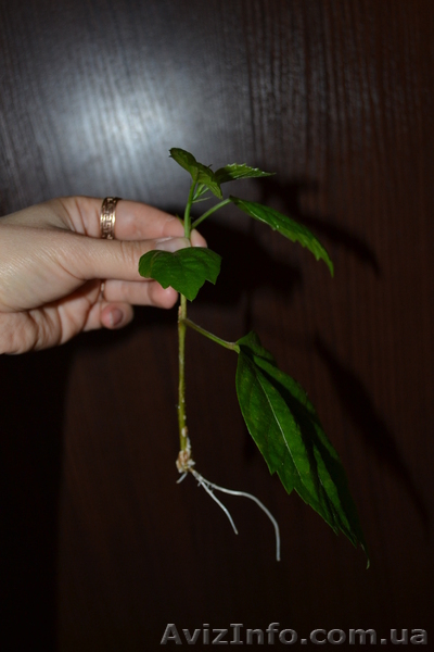 Китайская роза (гибискус) - <ro>Изображение</ro><ru>Изображение</ru> #3, <ru>Объявление</ru> #770480