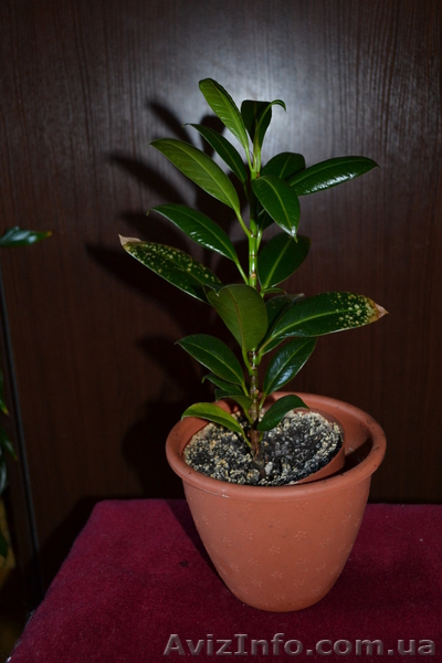 Продам Фикус Наташа - <ro>Изображение</ro><ru>Изображение</ru> #5, <ru>Объявление</ru> #770502