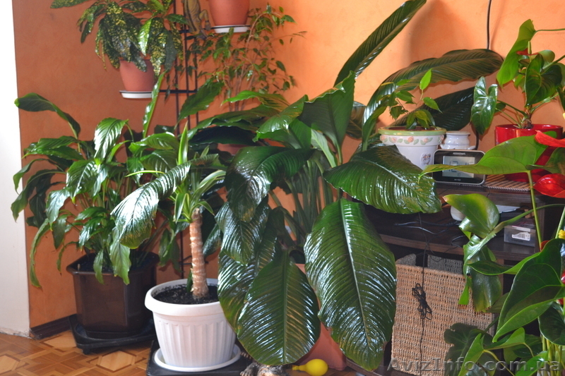 Продаю Королевский спатифиллум  - <ro>Изображение</ro><ru>Изображение</ru> #3, <ru>Объявление</ru> #770499