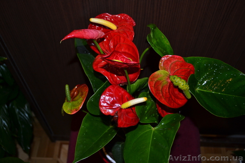 Продам Антуриум розово-красный остролистый - <ro>Изображение</ro><ru>Изображение</ru> #4, <ru>Объявление</ru> #770507