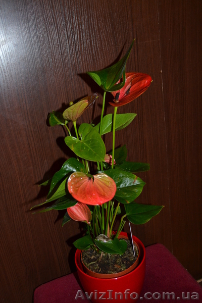 Продам Антуриум розово-красный остролистый - <ro>Изображение</ro><ru>Изображение</ru> #3, <ru>Объявление</ru> #770507