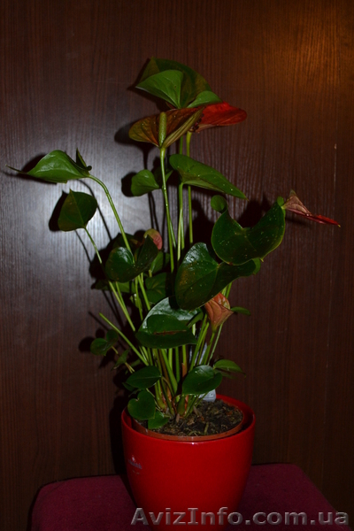 Продам свои комнатные растения  - <ro>Изображение</ro><ru>Изображение</ru> #6, <ru>Объявление</ru> #770498