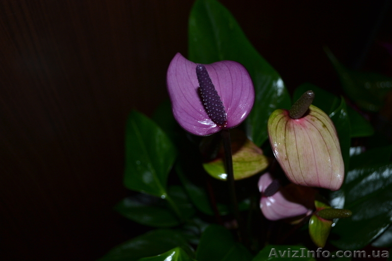 Продам свои комнатные растения  - <ro>Изображение</ro><ru>Изображение</ru> #4, <ru>Объявление</ru> #770498