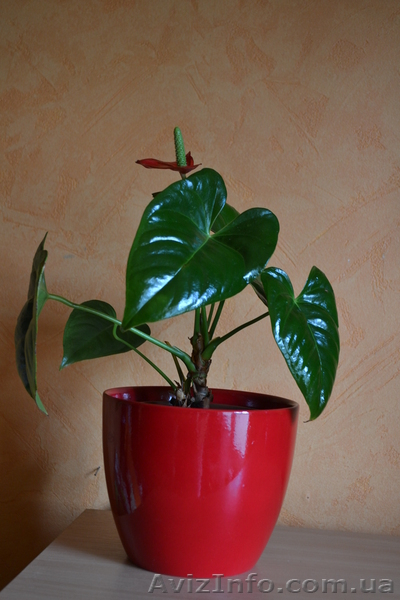 Продам свои комнатные растения  - <ro>Изображение</ro><ru>Изображение</ru> #7, <ru>Объявление</ru> #770498