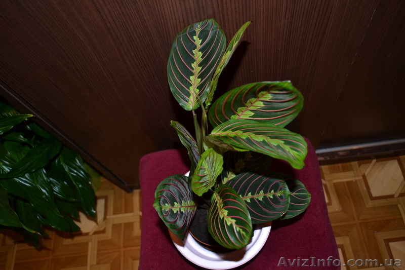 Продаю Маранту. - <ro>Изображение</ro><ru>Изображение</ru> #2, <ru>Объявление</ru> #770477