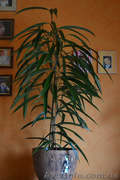 Продам шикарный фикус - <ro>Изображение</ro><ru>Изображение</ru> #3, <ru>Объявление</ru> #770483