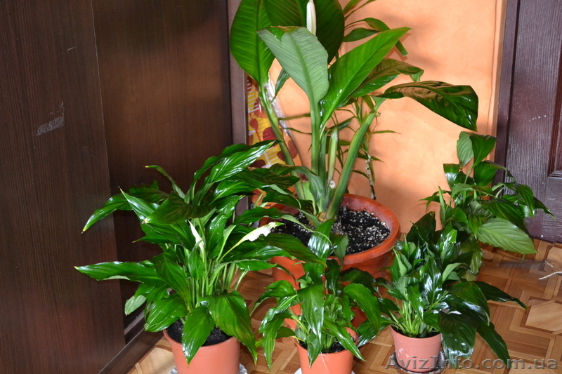 Продам свои комнатные растения  - <ro>Изображение</ro><ru>Изображение</ru> #10, <ru>Объявление</ru> #770498