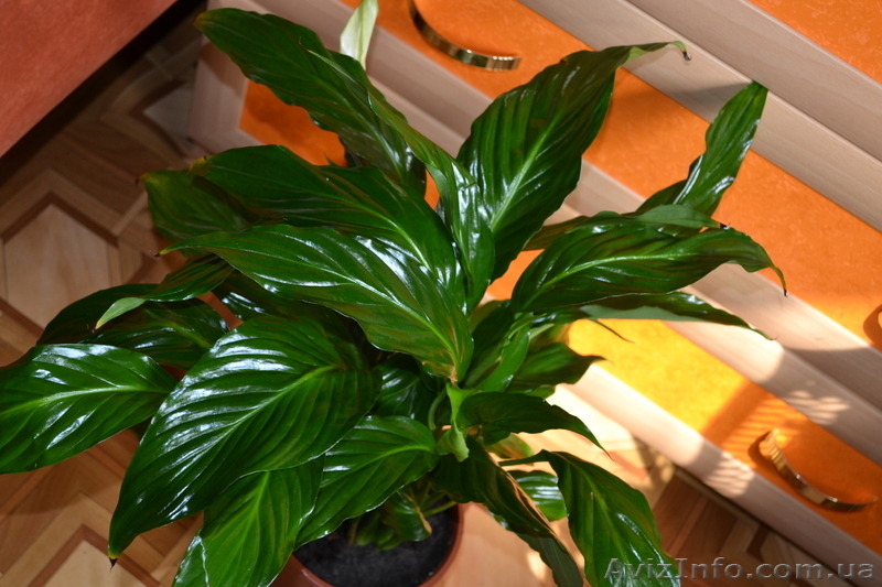 Продам вазончики спатифиллума - <ro>Изображение</ro><ru>Изображение</ru> #4, <ru>Объявление</ru> #770513