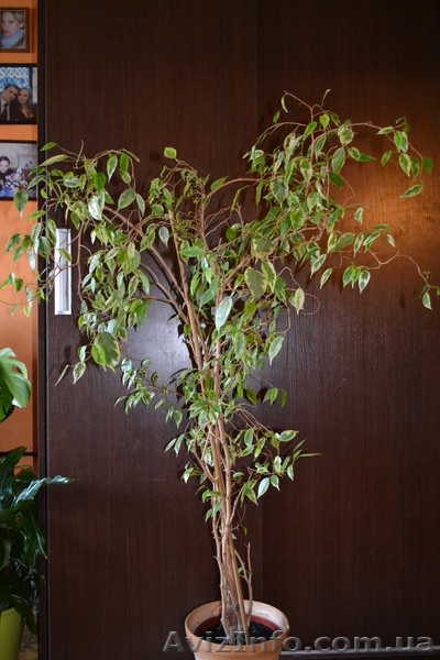 Продам Фикус бенжамино варигато - <ro>Изображение</ro><ru>Изображение</ru> #3, <ru>Объявление</ru> #770487