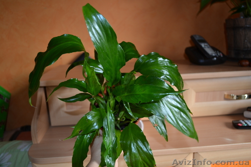 Продам вазончики спатифиллума - <ro>Изображение</ro><ru>Изображение</ru> #3, <ru>Объявление</ru> #770513