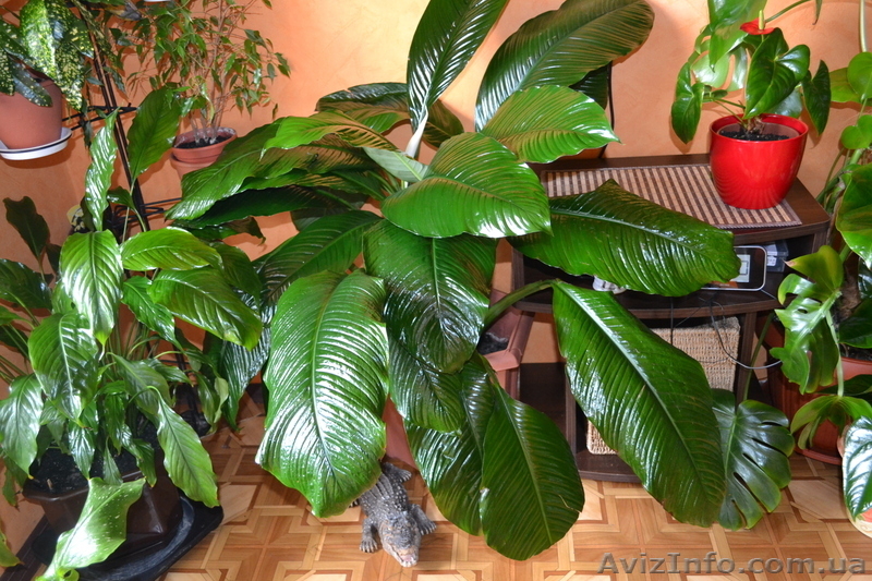 Продам вазончики спатифиллума - <ro>Изображение</ro><ru>Изображение</ru> #6, <ru>Объявление</ru> #770513