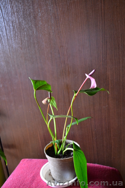 Продам Антуриум розово-красный остролистый - <ro>Изображение</ro><ru>Изображение</ru> #7, <ru>Объявление</ru> #770507