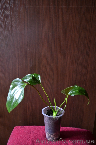 Продам Антуриум розово-красный остролистый - <ro>Изображение</ro><ru>Изображение</ru> #10, <ru>Объявление</ru> #770507