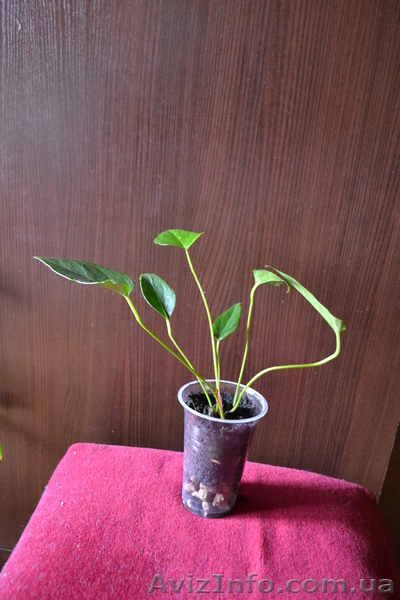 Продам Антуриум розово-красный остролистый - <ro>Изображение</ro><ru>Изображение</ru> #8, <ru>Объявление</ru> #770507