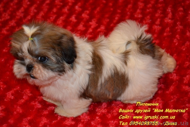 Очаровательные щенки ши-тцу шоу-класса! - <ro>Изображение</ro><ru>Изображение</ru> #5, <ru>Объявление</ru> #781735