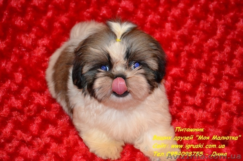 Очаровательные щенки ши-тцу шоу-класса! - <ro>Изображение</ro><ru>Изображение</ru> #2, <ru>Объявление</ru> #781735