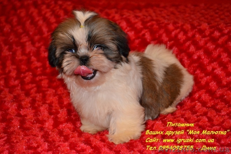 Очаровательные щенки ши-тцу шоу-класса! - <ro>Изображение</ro><ru>Изображение</ru> #7, <ru>Объявление</ru> #781735