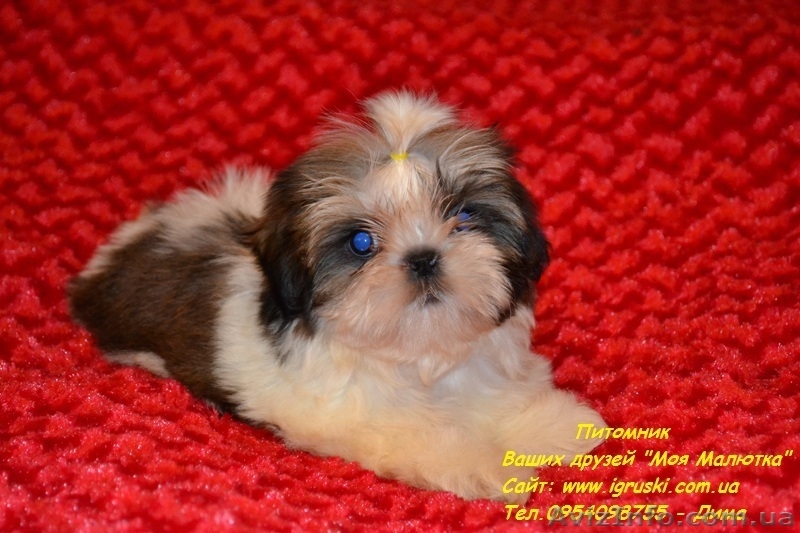 Очаровательные щенки ши-тцу шоу-класса! - <ro>Изображение</ro><ru>Изображение</ru> #6, <ru>Объявление</ru> #781735