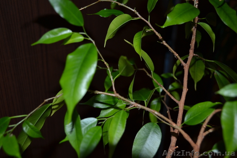 Продам Фикус Наташа - <ro>Изображение</ro><ru>Изображение</ru> #3, <ru>Объявление</ru> #770502