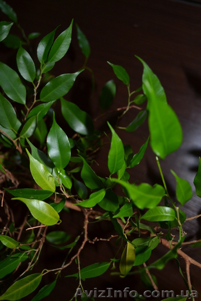 Продам Фикус Наташа - <ro>Изображение</ro><ru>Изображение</ru> #4, <ru>Объявление</ru> #770502