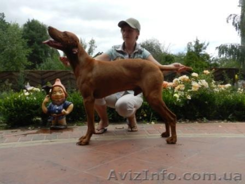 венгерскаявыжла (щенки) - <ro>Изображение</ro><ru>Изображение</ru> #5, <ru>Объявление</ru> #780703