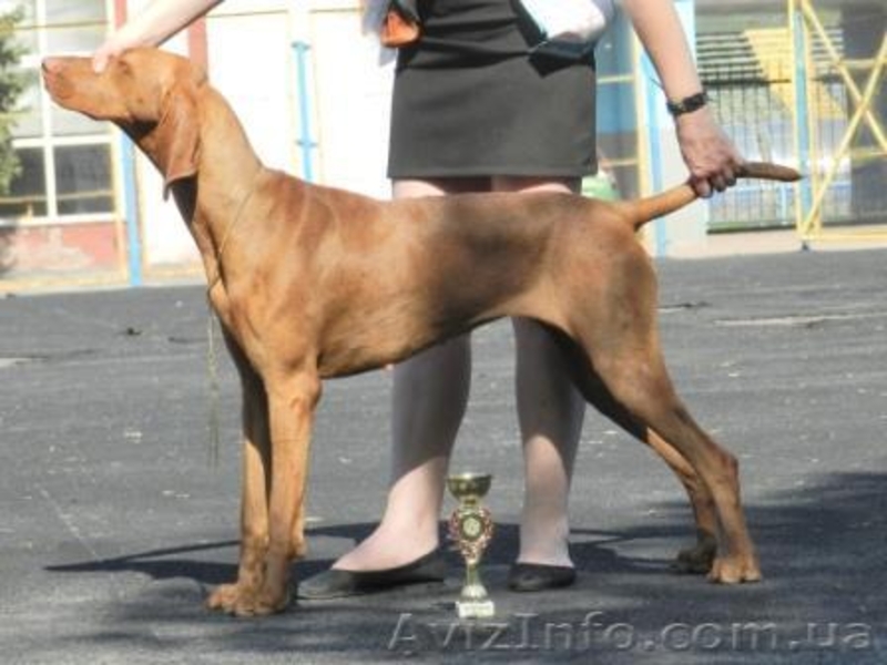 венгерскаявыжла (щенки) - <ro>Изображение</ro><ru>Изображение</ru> #6, <ru>Объявление</ru> #780703