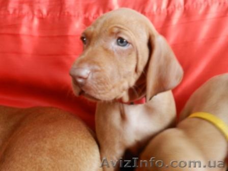 венгерскаявыжла (щенки) - <ro>Изображение</ro><ru>Изображение</ru> #2, <ru>Объявление</ru> #780703