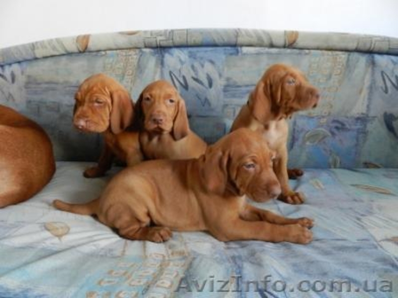 венгерскаявыжла (щенки) - <ro>Изображение</ro><ru>Изображение</ru> #3, <ru>Объявление</ru> #780703