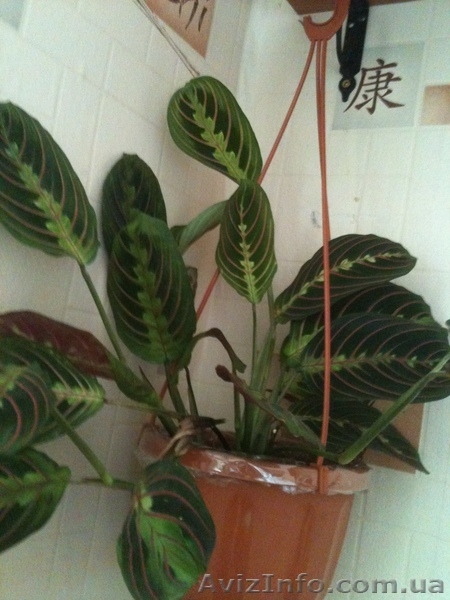 Продам свои комнатные растения  - <ro>Изображение</ro><ru>Изображение</ru> #9, <ru>Объявление</ru> #770498
