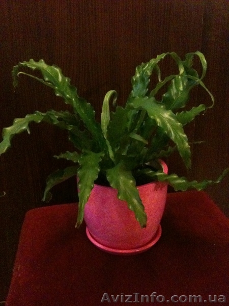 Продам Асплениум - <ro>Изображение</ro><ru>Изображение</ru> #1, <ru>Объявление</ru> #770516