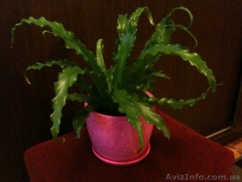 Продам Асплениум - <ro>Изображение</ro><ru>Изображение</ru> #2, <ru>Объявление</ru> #770516
